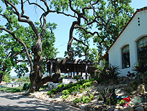 Oak Tress at Ojain Valley Inn photo